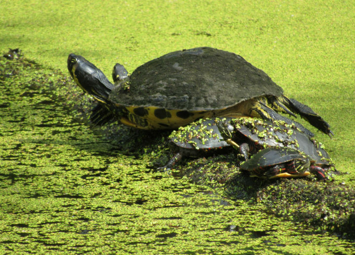 Yellowbelly Slider